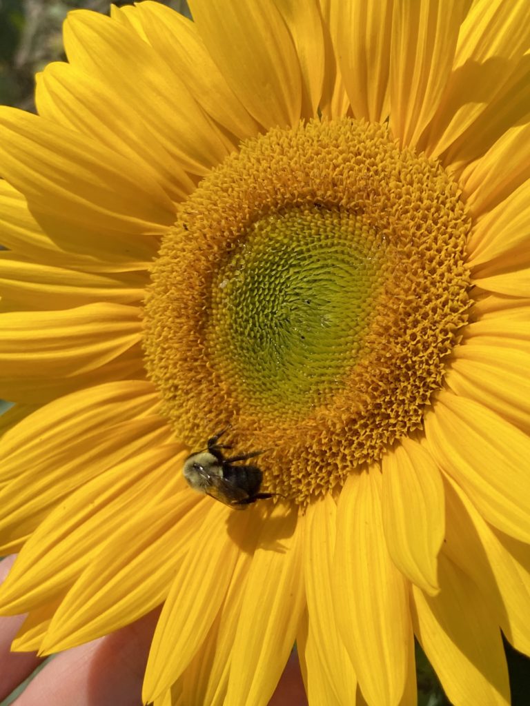 Bright yellow sunflower with bee on the center